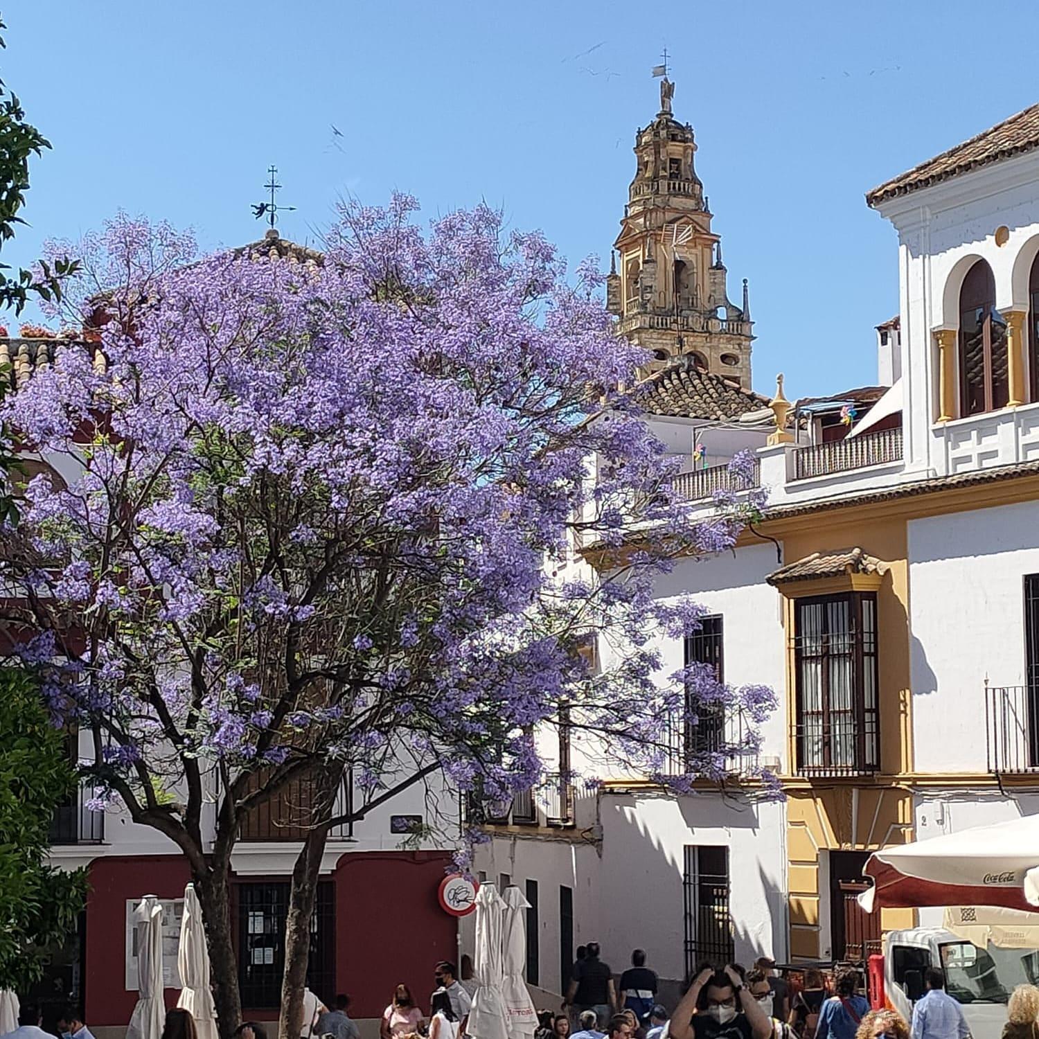 A 20 Metros De La Mezquita Catedral ,Apartamentos Turistico Cespedes 5 Кордова Номер фото